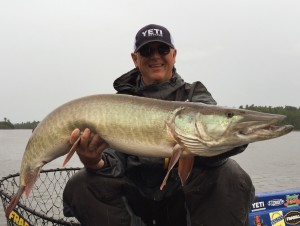 Comeback Musky taken in July 2015. Followed a TR. struck a Mag Tinsel. 